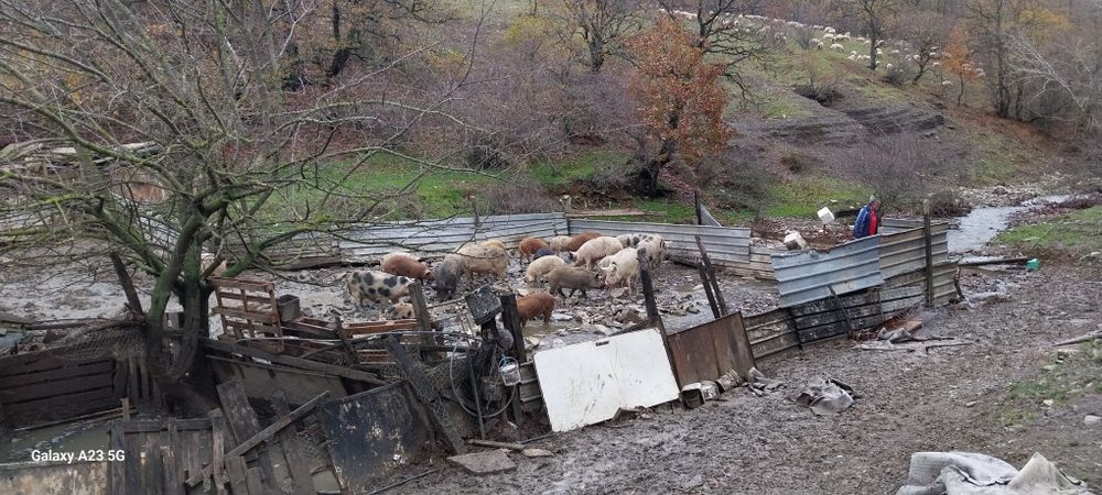 Продава прасета за клане