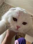 Вязка Скоттиш-Фолд