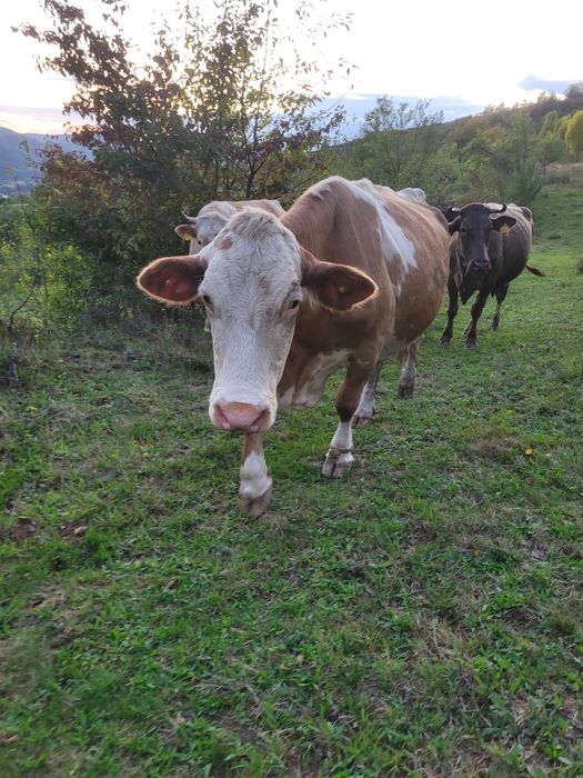 Vând vacă gestantă