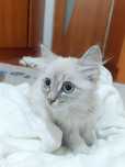 Кошкакошкакошкакошка