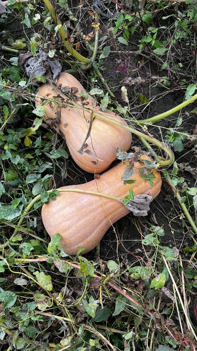 Vând Dovleac Plăcintar Matilda F1 !!