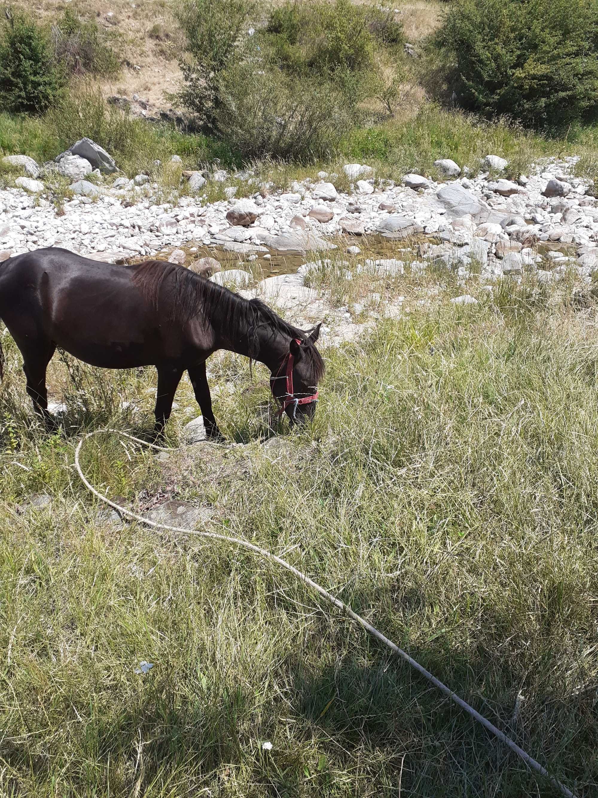 Mânză de 1 an jumate