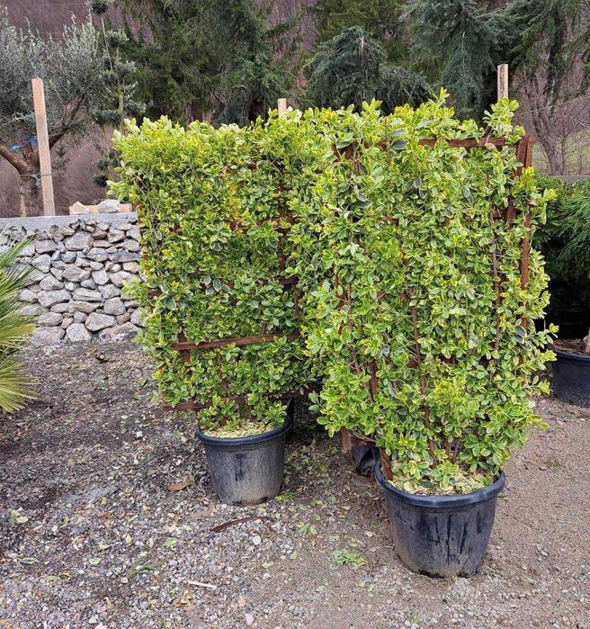 Plante ornamentale de calitate pentru grădina ta