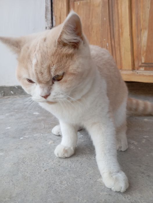 Mushuk sotiladi zoti shorthair