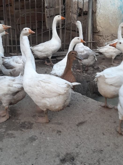 Gâște albe românești