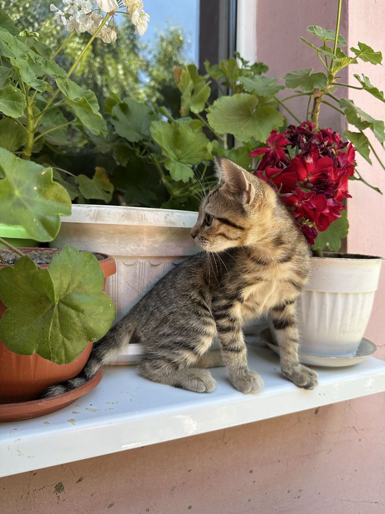 Подарявам котенца