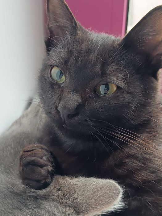 ^. .^ Просто ЗАМУРЧАТЕЛЬНЫЙ черный котенок!!!