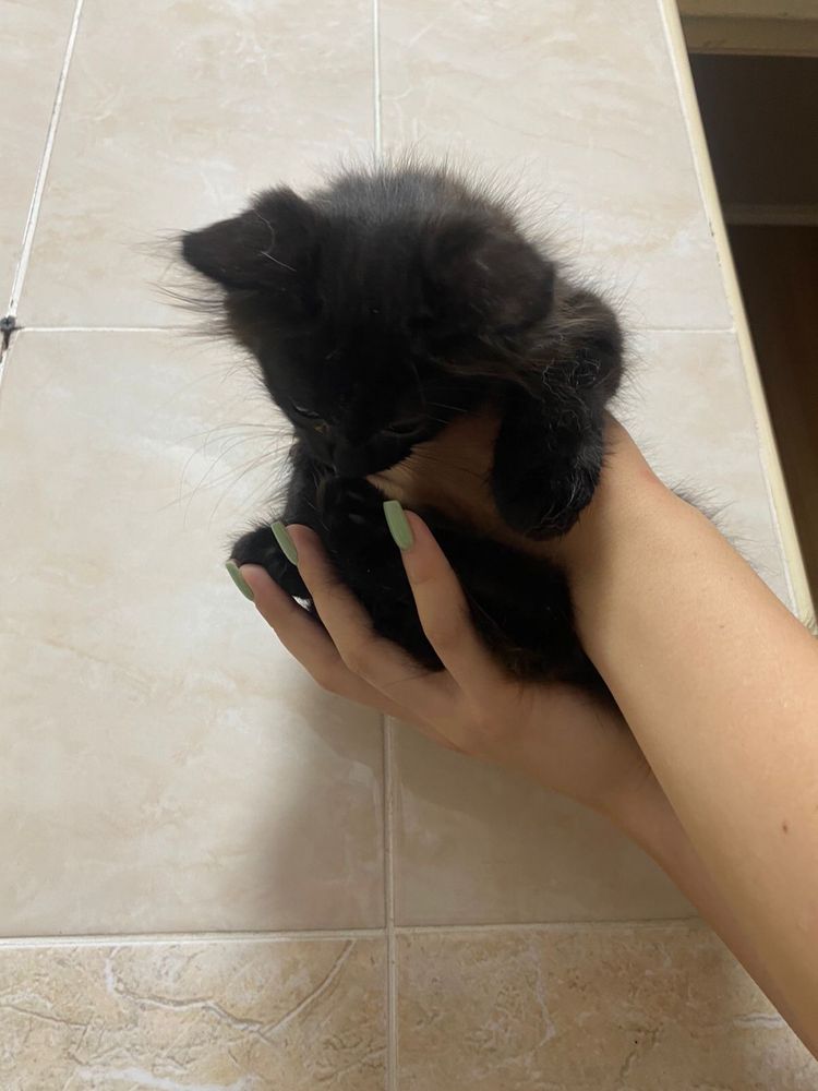 Отдам котят бесплатно
