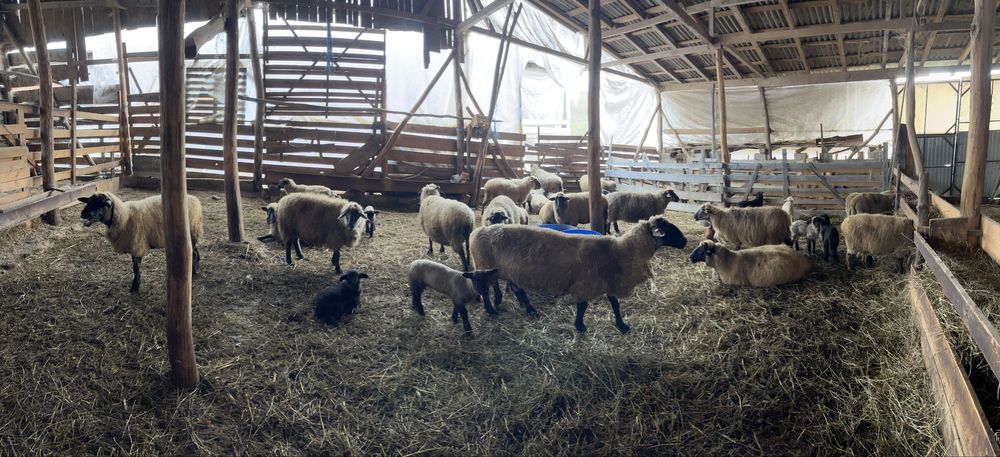 Oi de vanzare din rasa sulfok, toate,in lot, sau pe ales,la400€-200€