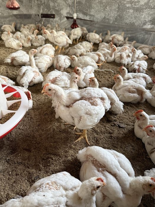 Бройлердын еты бар сойылган тазаланган