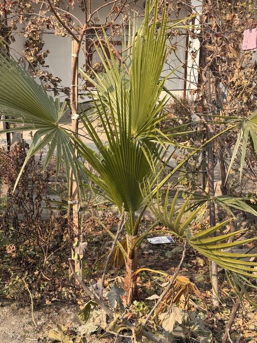 Gul sotiladi boyi 180 sm  2yillik gul