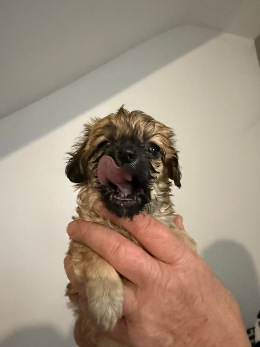 Donez 10 pui pichinezi din doua femele pichineze