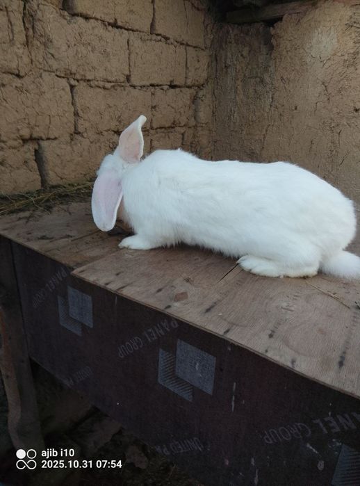 Quyon 4kiko  zoti hiko