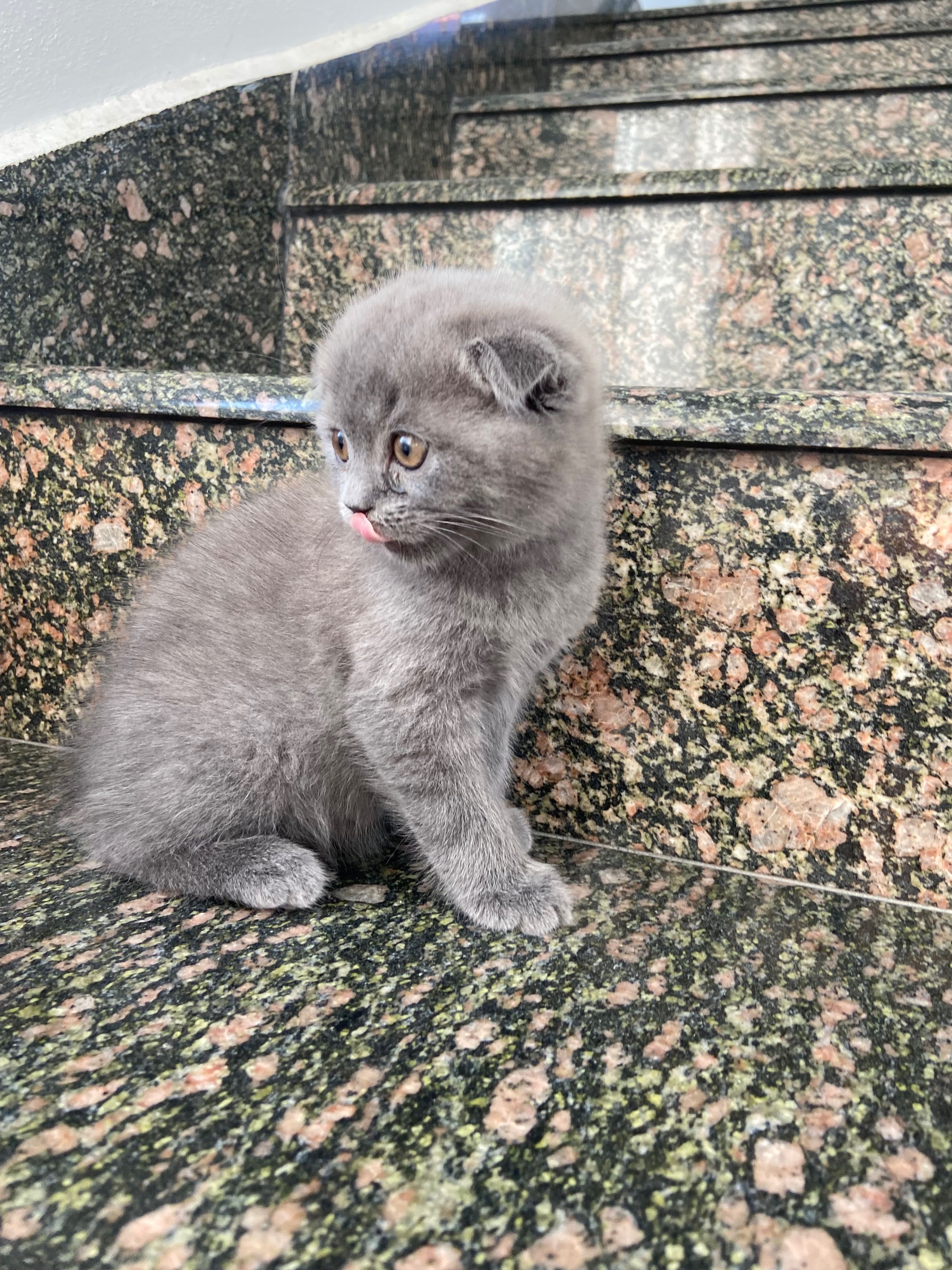 Британски и шотландски котета