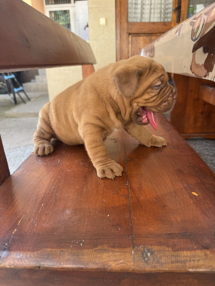 Дог от Бордо / Dogue de bordeaux