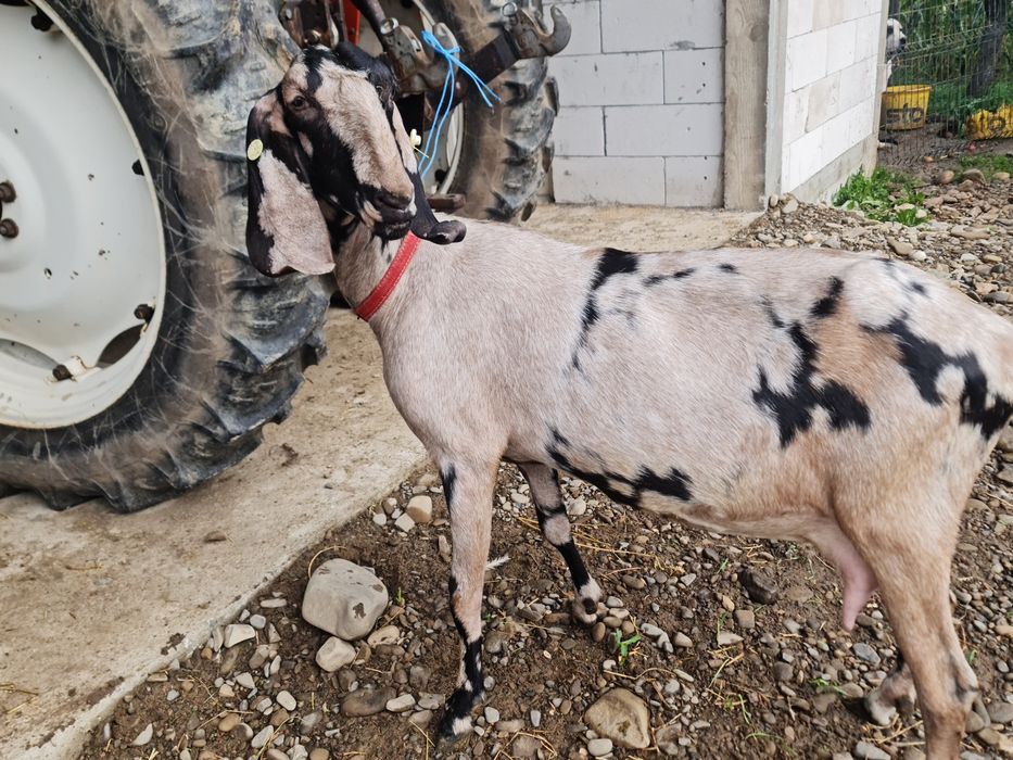 Capra anglonubian