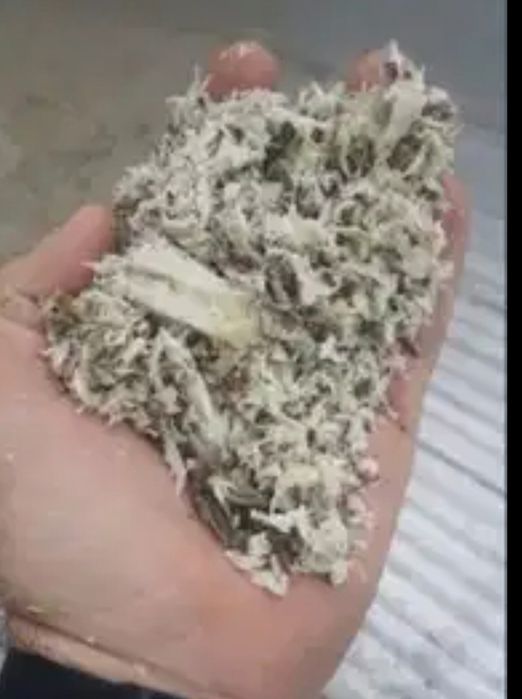 Borhot    - sfecla furaje