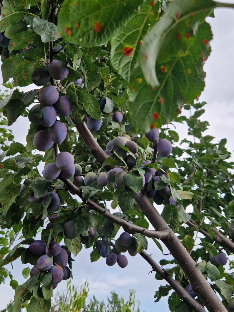 Prune producție proprie