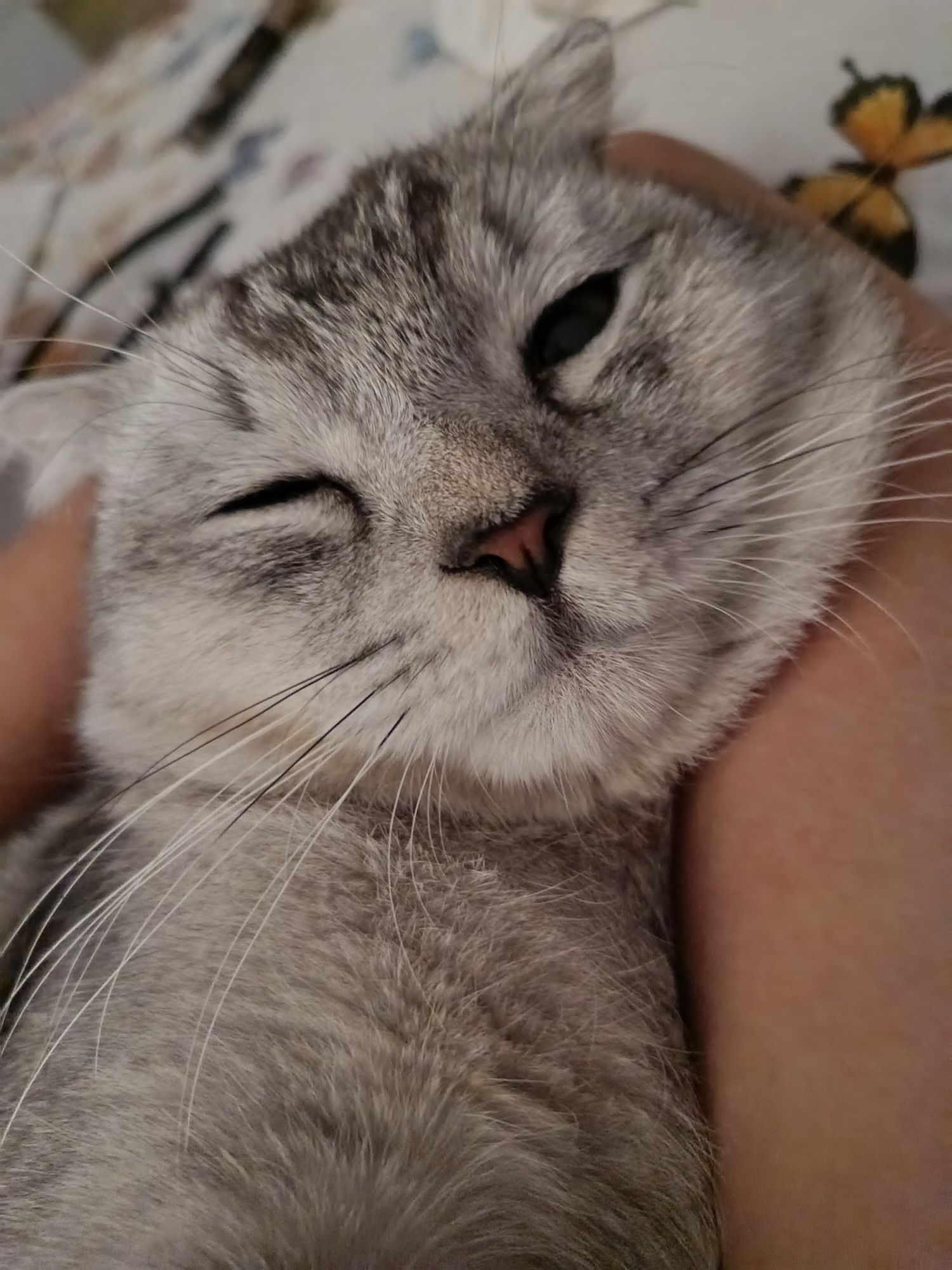 Скотиш фолд здоровый