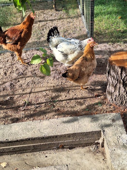 Жужахуроз ва товуклар сотилади