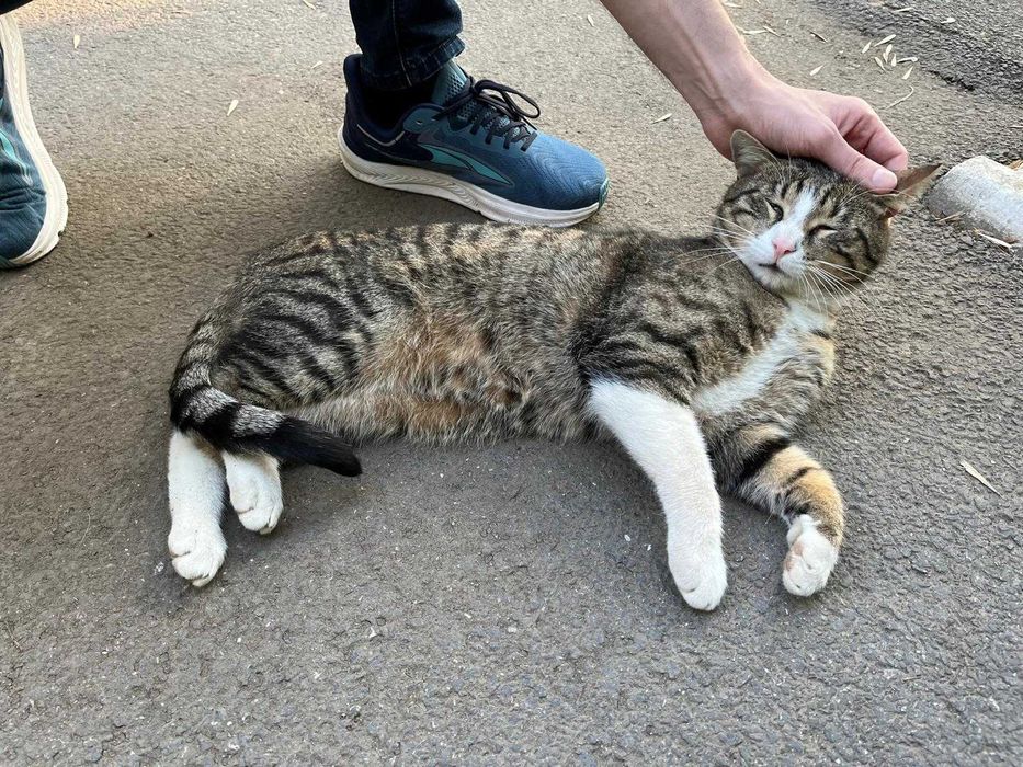 Rio, motanel castrat pentru adoptie