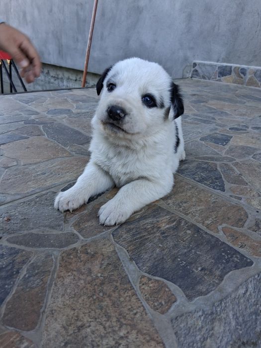 Donez catei ciobănesc