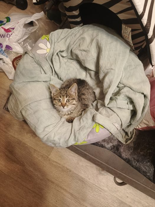 Пристраивается в любящие ручки