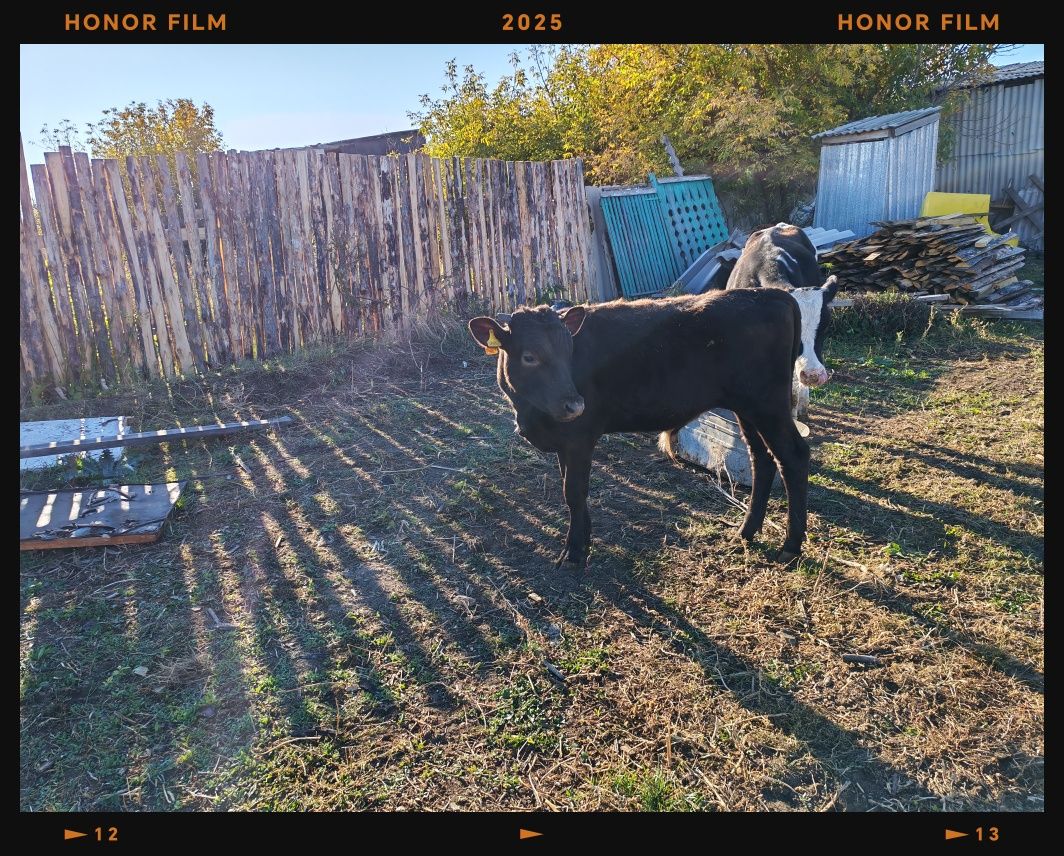 Продам 3-х бычков подсосных