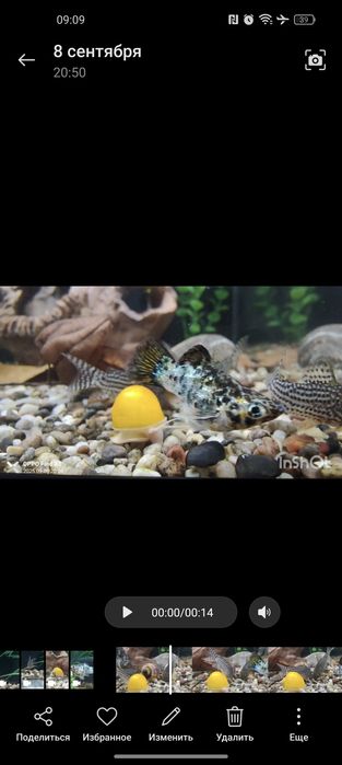 Рыбка Молли баллон