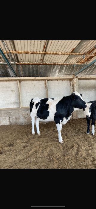 Молочная телка продается