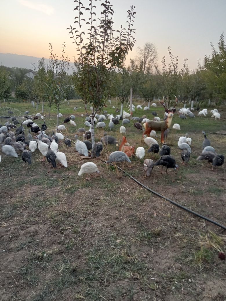 Biblici de vânzare diverse mărimi și culori