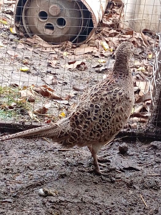 Vând o femela fazan comun