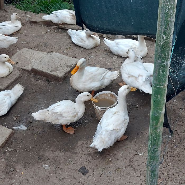 Rate de carne Mulard