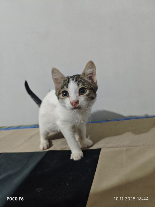 Отдам котёнка мальчик