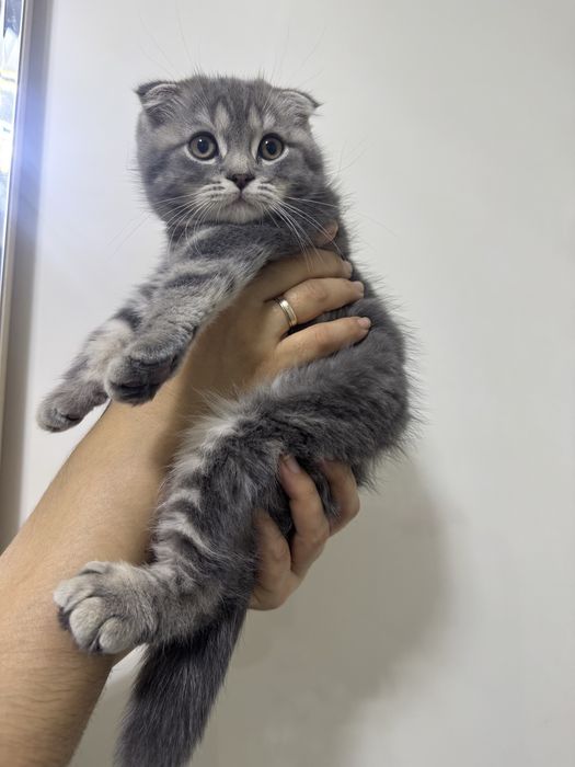 Продаются очаровательные котята!