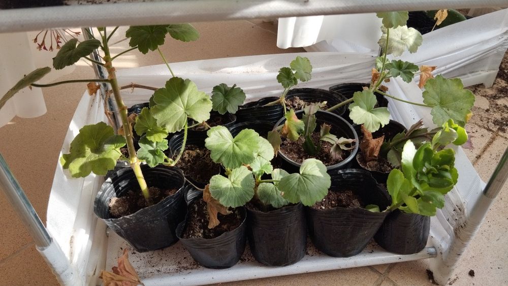 Микс цветя мушкато сакъз каланхое алое и др