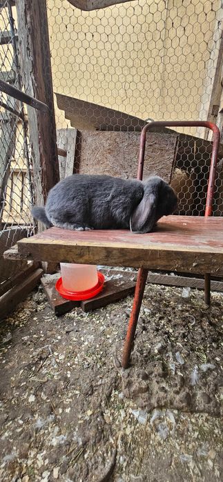 Disponibili 2 masculi berbec german