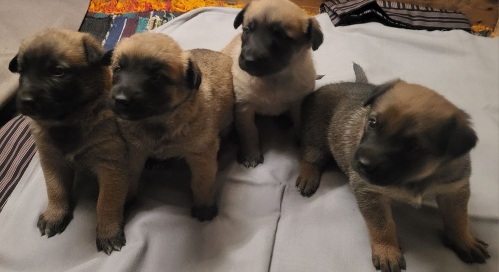 Малиноа-белгийска овчарка