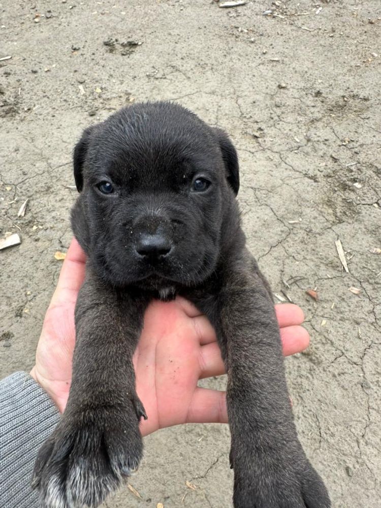 Щенки Кане Корсо (Cane Corso) продается