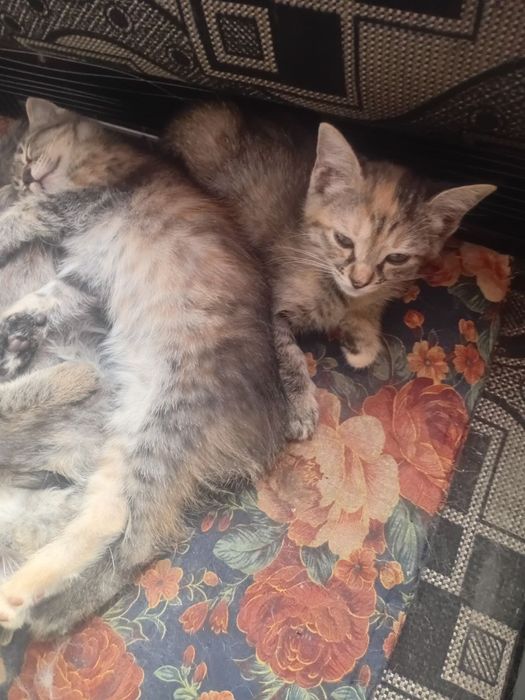 Продаются котята