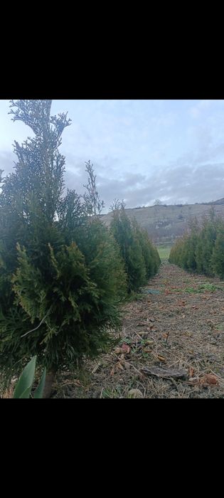 Vând tuia , diferite soiuri și marimi din ciumbrud alba