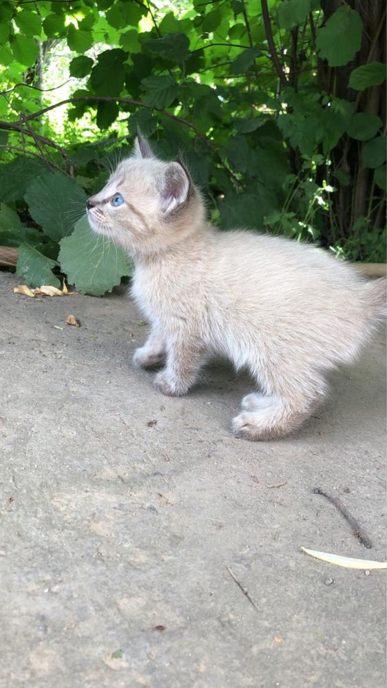 Котята бесплатно находятся в иссыке