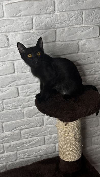 Котенок 3 месяца