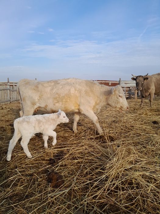 Аулиекол сыйыр бузауымен бірге сатылады