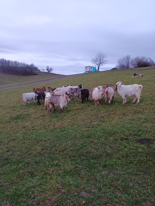 Vând capre gestante