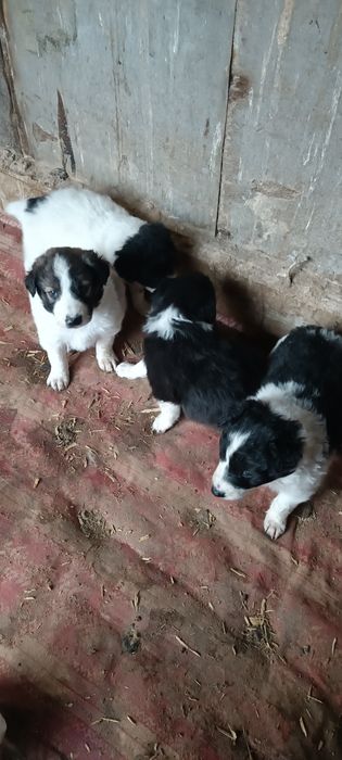 4 кученца Бордър коли си търсят нов стопанин