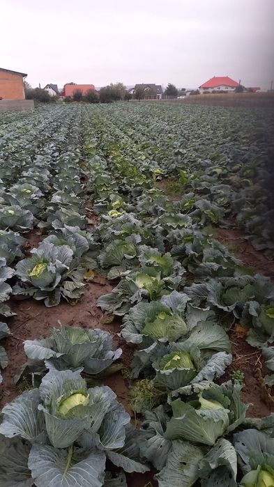 Vând varză de murat 1,8lei/kg.
