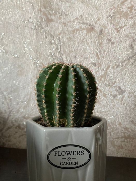 Продам недорога кактусы