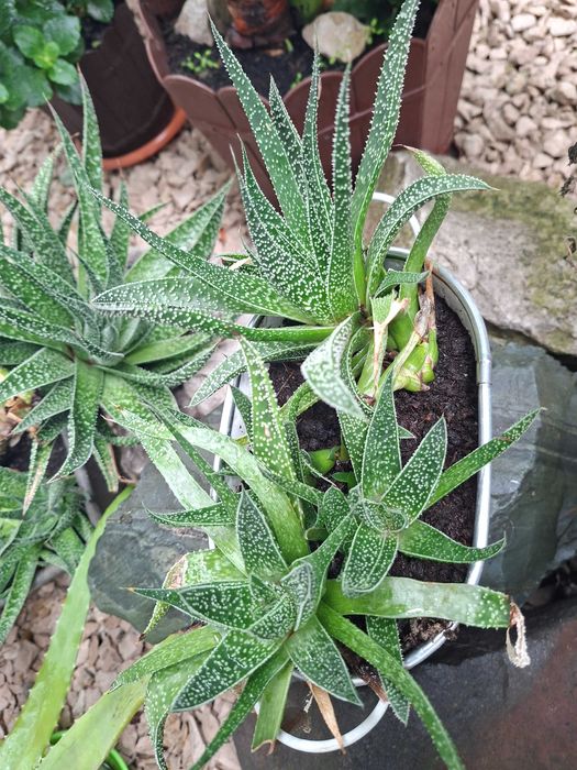 Vand Planta naturala Aloe Aristata Dixiestore, Verde