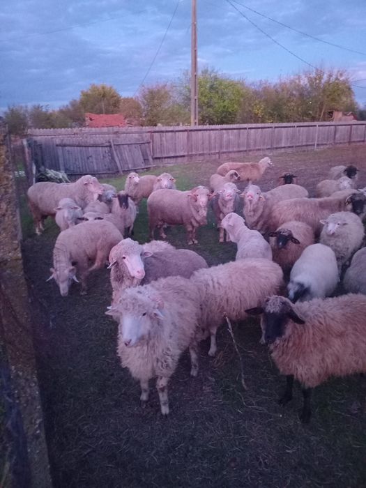 Vand carlani si berbeci